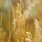 Fusie-energie, zoals de zon energie genereert, zo genereert fusie-energie, volledig groen.